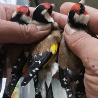 سهره های آنتیک