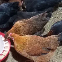 مرغ جوان و تخمگذار