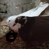 کبوتر|پرنده|رشت, دیانتی|دیوار