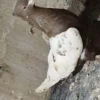 کفتر|پرنده|شیروان (خراسان), |دیوار