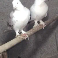 کبوتر|پرنده|شفت, |دیوار