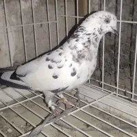 پنج تا کبوتر غریب گیری