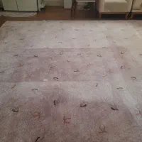 موکت درحدنو|موکت|بندرعباس, |دیوار