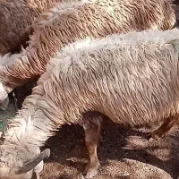 میش خوب سرحال