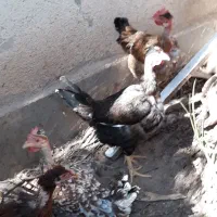 مرغ گردن لخت تخم گذار|حیوانات مزرعه|اهواز, شریعتی جنوبی|دیوار