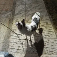 سگ گرگی|سگ|کهریزک, |دیوار