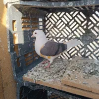 شازده .سرور|پرنده|رباطکریم, نصیرشهر|دیوار