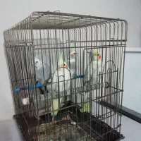 فروش عروس هلندی|پرنده|خوی, |دیوار