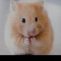 همستر کمپل روبروفسکی سوری و مینیاتوری|موش و خرگوش|اراک, |دیوار