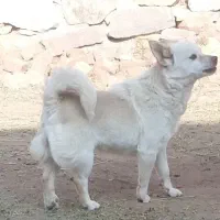 پاکوتاه اصل|سگ|گوگان, |دیوار