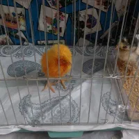 جوجه محلی پا پر با قفس نو