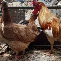 مرغ خروس