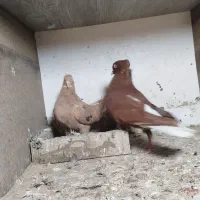 دمسفید|پرنده|تهران, شهرک ابوذر|دیوار