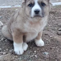 واگزاری توله