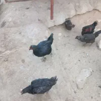 فروش مرغ و خروس محلی