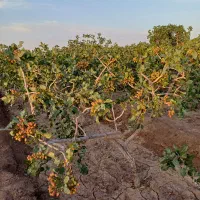 عرضه مستقیم انواع ارقام پسته تازه