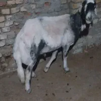 بره قوچی کار بلد