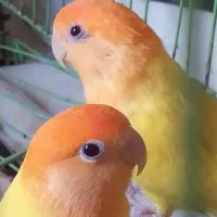 طوطی برزیلی کله نارنجی معامله با کبوتر خورموج