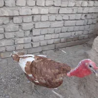 بوقلمون نروماده سالم|حیوانات مزرعه|سلطانیه, |دیوار