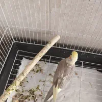 عروس هلندی از نژاد سخنگو|پرنده|قم, چهار مردان|دیوار