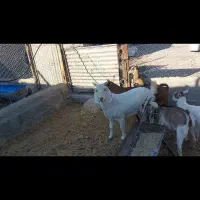 فروش بر مورسیا سانان