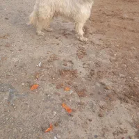 سگ پاکوتا نر