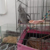 عروس هلندی ماده