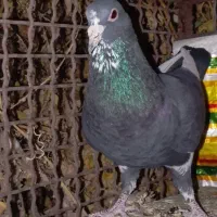 نرسیا پلنگ نر سوراخ