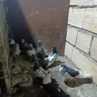 کبوتر|پرنده|شیراز, ریاستی|دیوار