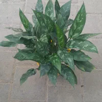 پینک لیدی،بیلیتای،گلوریسوم،فیلودندرون،پتوس سیلور|گل و گیاه طبیعی|مشهد, حسابی جنوبی (شهرک غرب)|دیوار