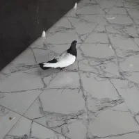 سینه سیاه|پرنده|شیراز, حومه شیراز|دیوار