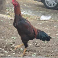 جوجه لاری سه ماهه و نیمه|حیوانات مزرعه|بروجرد, |دیوار