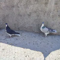 دوتا ماده شهری سیاه گلدار و بدرنگ|پرنده|شیراز, محمدیه|دیوار