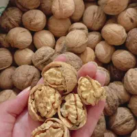 گردو درجه یک «هزار مسجد» چرب ،پوست کاغذی و سفید