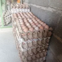 تخم مرغ محلی|خوردنی و آشامیدنی|تربت جام, شهید نصرالهی|دیوار