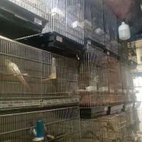 بورس انواع کاسکو ملنگو شاه طوطی ایران تخفیف ویژه