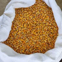 کنسانتره ،پلت، گندم ،جو ،کود دی آمونیوم فسفات مشکی|خدمات باغبانی و درختکاری|کوهدشت, |دیوار