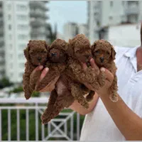 توله سگ پودل توی و مینیاتوری