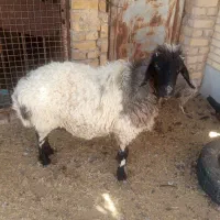 مبش ابست
