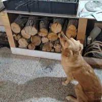 واگذاری گلدن یک سال و 8 ماهه