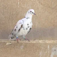 کبوتر پولپولی نر پرشی