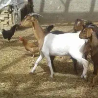 بز شیری نژاد دار باب قربانی چاق معاوضه با بره