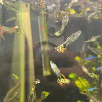 ماهی گوپی تایگر و گیاه آکواریومی مقاوم