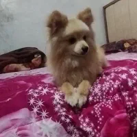 سگ پامر اصل