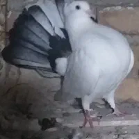 زینتی طاووسی|پرنده|پارس‌آباد, |دیوار