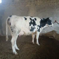 دوراس گاو درخمینی شهر|حیوانات مزرعه|خمینی‌شهر, |دیوار