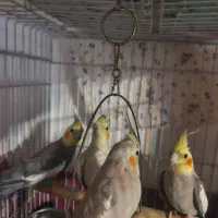 عروس هلندی|پرنده|لاهیجان, قیام|دیوار