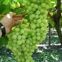 اانگوربیارشیره ببر