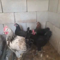 مرغ جوان
