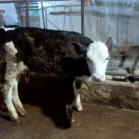 گوساله ماده سیمینتال ۳ماهه